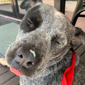 Meet your Posher, Emma